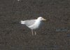 Larus sp. at Hole Haven Creek (Steve Arlow) (183203 bytes) Larus sp. at Hole Haven Creek (Steve Arlow) (183203 bytes)